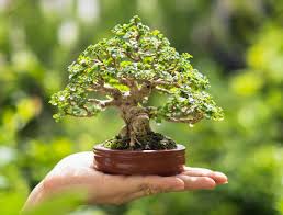 Mini Bonsai Tree